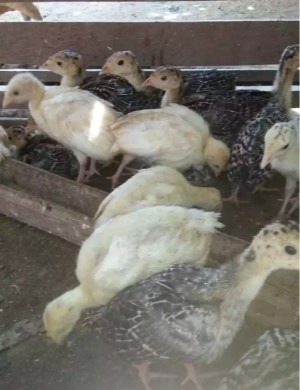 Kalkun Turkey anakan