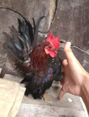 Ayam jantan serama jenis slim