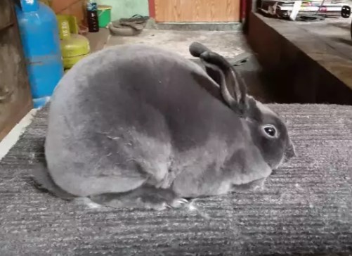 Kelinci minirex jantan (blue solid)