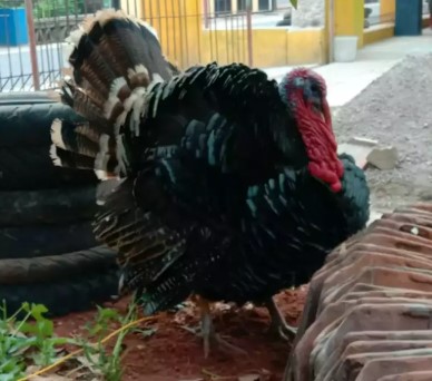 Kalkun jantan dewasa nego