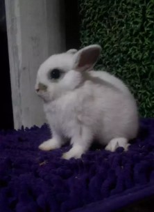 Kelinci mini netherland dwarf