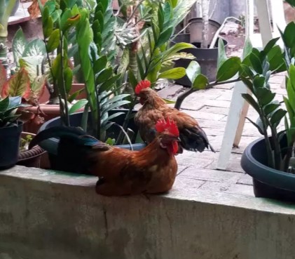 Ayam Kate – Jantan