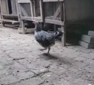 ayam kate betina ketawa