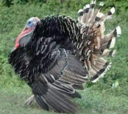 kalkun bronze pejantan super