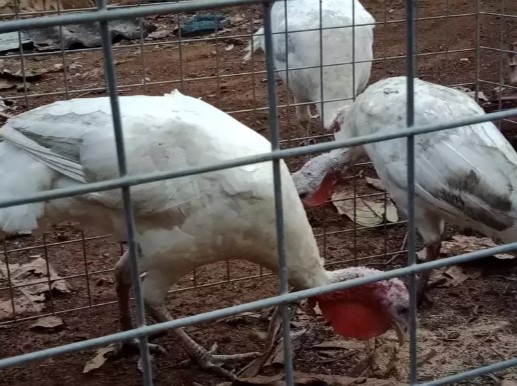 Kalkun indukan sepasang warna putih