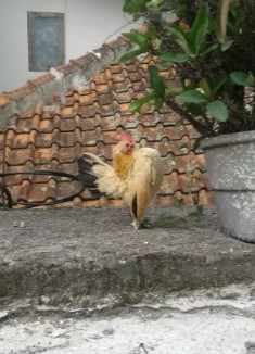 Ayam serama betina