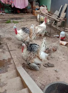 Kalkun dewasa untuk pejantan