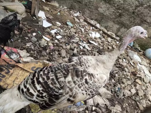 kalkun betina sudah bertelur