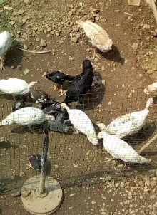 Kalkun putih umur 2 bln an