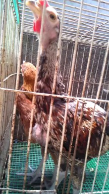 Ayam pelung cianjur