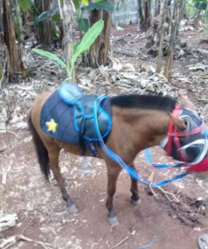 KUDA PONI BISA CARI DUIT