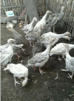 kalkun usia 2bulan lebih