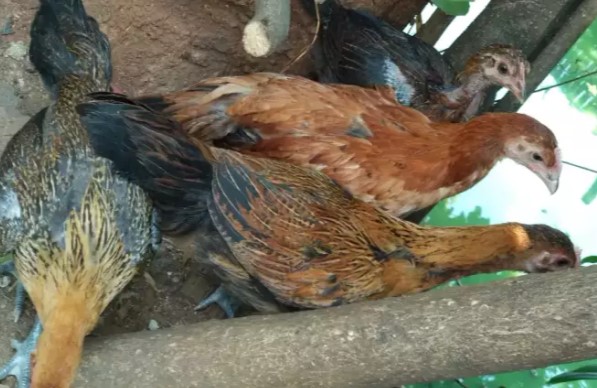 Ayam pelung betina umur 2 bln (4 ekor)