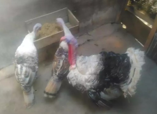 1 paket indukan kalkun gopal