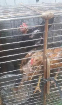 Anak ayam bangkok silangan birma usia 3bulan