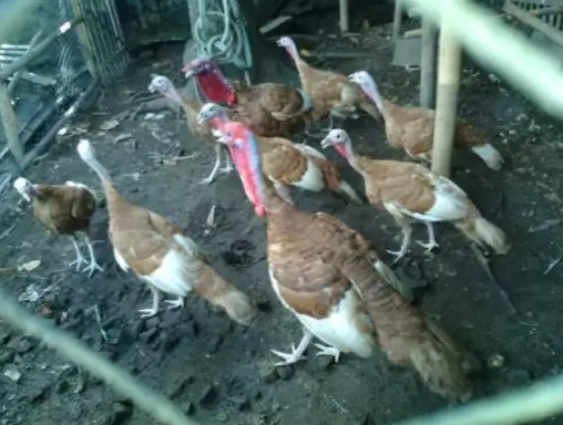 ayam hias kalkun black bronze coklat palm