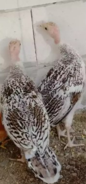 Ayam hias Kalkun anakan