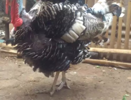 Kalkun jantan bronze