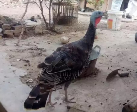 kalkun betina dewasa stok ada 3 ekor