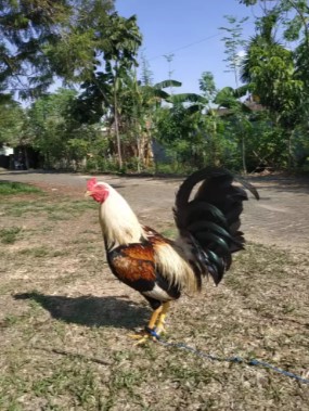 Ayam filipin banjarbaru