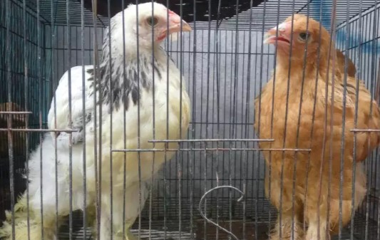 Sepasang ayam brahma usia 2,5 bulan body joss dan kualitas oke