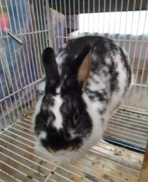 Sepasang indukan kelinci netherland dwarf ND