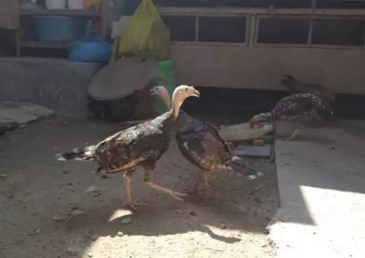 Ayam kalkun remaja