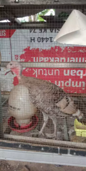 Jual ayam kalkun umur 3 bln