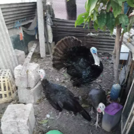 Indukan kalkun jenis black mottled