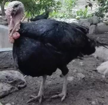 Kalkun black spanish jantan