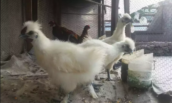 Ayam Hias Ternak Sendiri