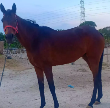 kuda betina G4 tinggi 158