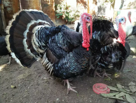 Ayam kalkun siapan dan indukan