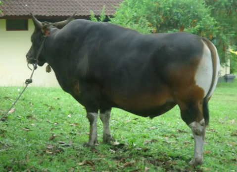 Sapi bali asal bali