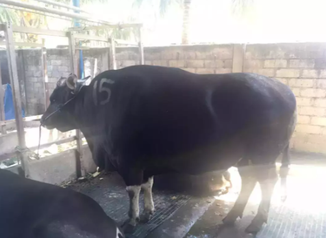 Sapi bali asal bali