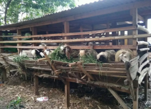 jual kambing & domba untuk aqiqah