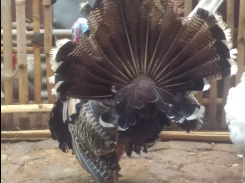 Kalkun jantan brownse