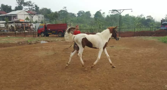 Dijual kuda belang jenis KP