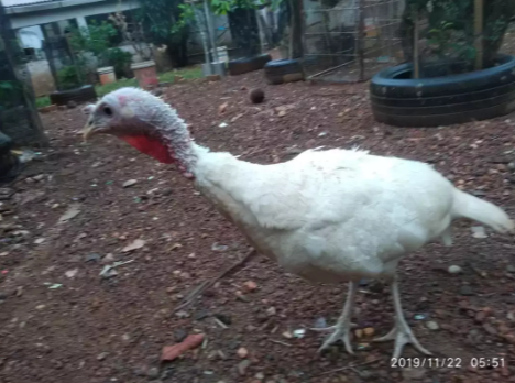1ekor indukan kalkun