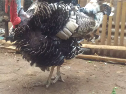Kalkun jantan brownse