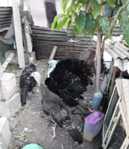 Indukan kalkun jenis black mottled