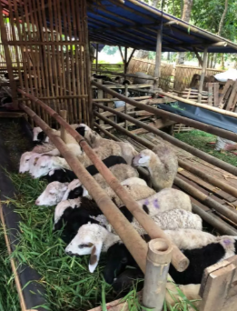 Domba garut/lokal dan kambing (jantan/betina)