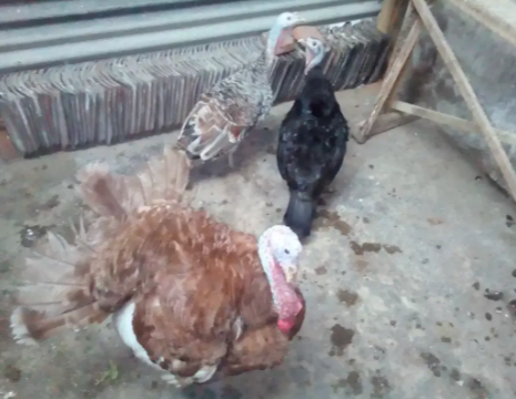 Babon kalkun black spanish