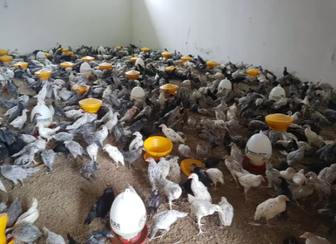 Ayam kampung asli Hidup atau Karkas