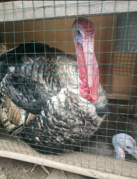 Ayamm kalkun sepasang