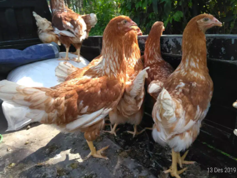 Jual Ayam Petelur
