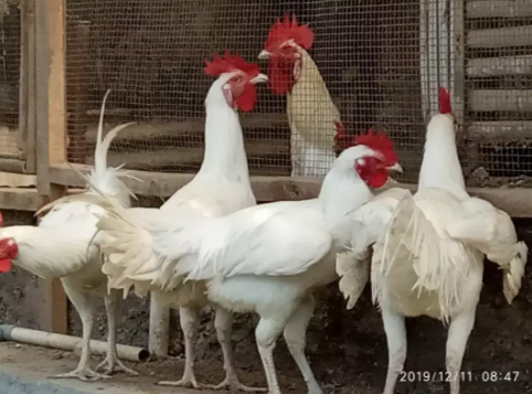 lima ekor Ayam pelung putih polos terh jupiter