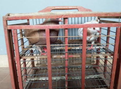 Jual Burung Dara Cewean Blorok