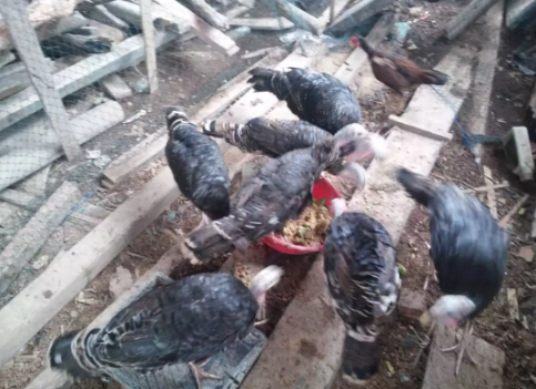 Jual ayam kalkun dewasa siap produkdi