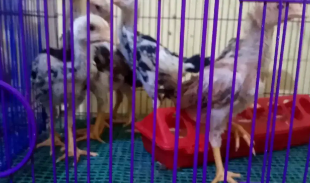 Anakan Jantan Ayam Brazilian Usia 1 Bulan